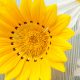 Ageing Well Summer Roadshow
