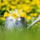 Ponteland Stepping into Spring event