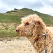Healthwatch Northumberland walks
