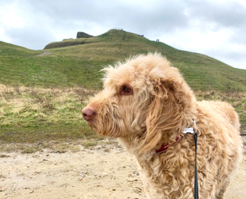 Healthwatch Northumberland walks
