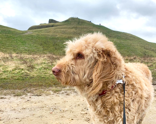 Healthwatch Northumberland walks