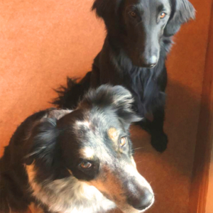 Dogs