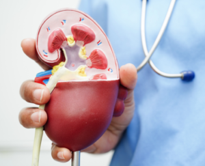 Doctor holding a demonstrative kidney