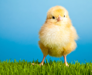 Healthwatch Northumberland Easter 2025